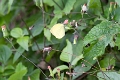 PIERIDAE, Eurema leuce